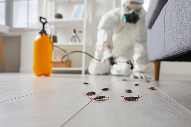 Post-Treatment Bed Bug Interceptor Monitoring in Obetz
